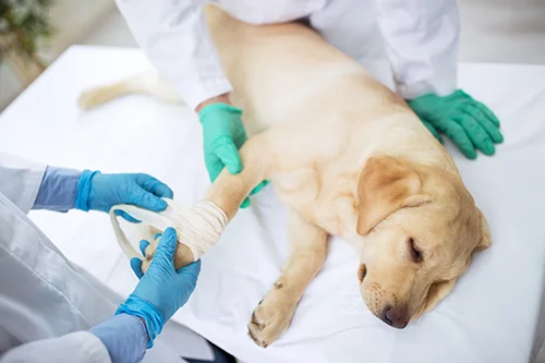 Tierärztin und Assistentin legen einem weißen Labrador einen Verband an