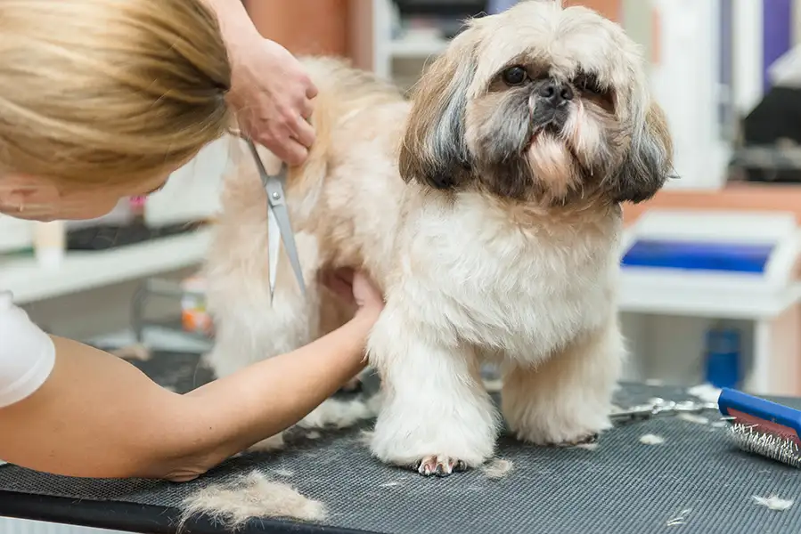 Hundefrisörin schneidet einem Shih Tzu die Haare