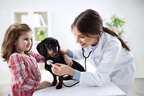 Tieräzrtin mit Kind hört einen Dackel mit Stethoskop ab