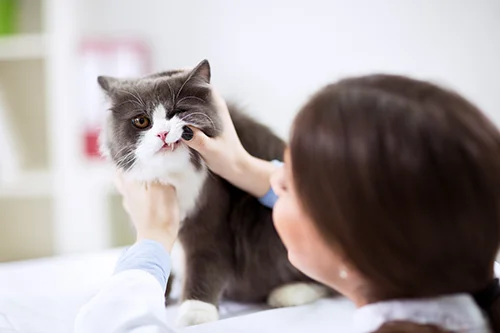 Tierärztin überprüft die Zähne einer Katze